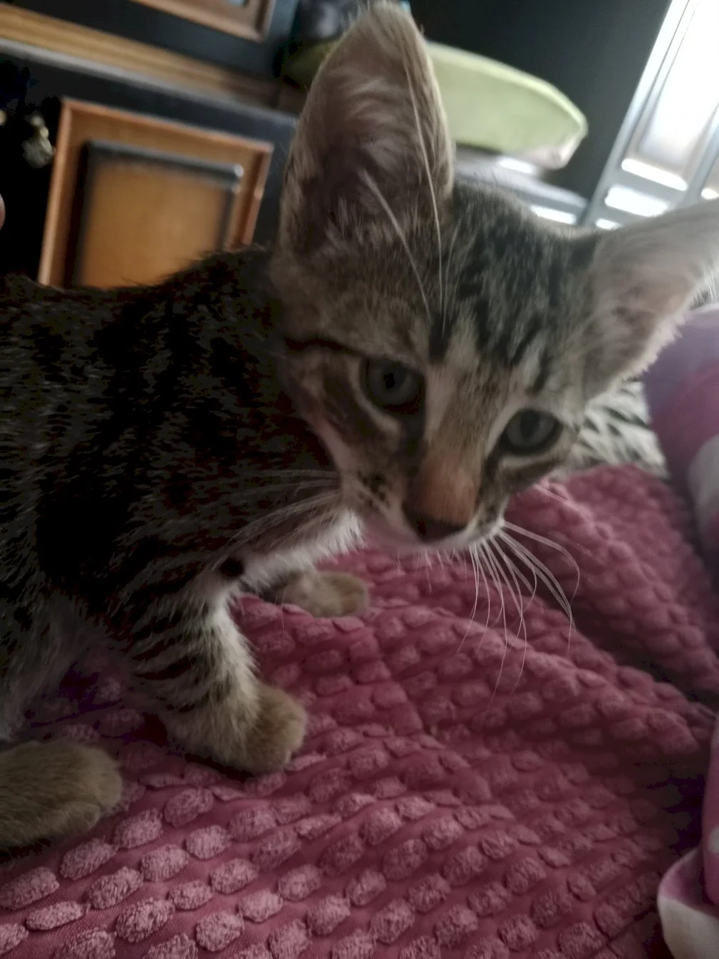 Fifi
