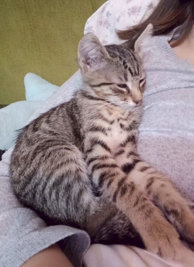 Fifi — 2