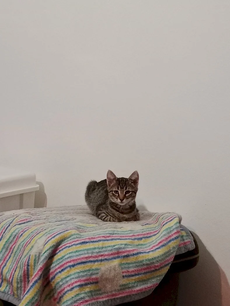 Fifi — 3