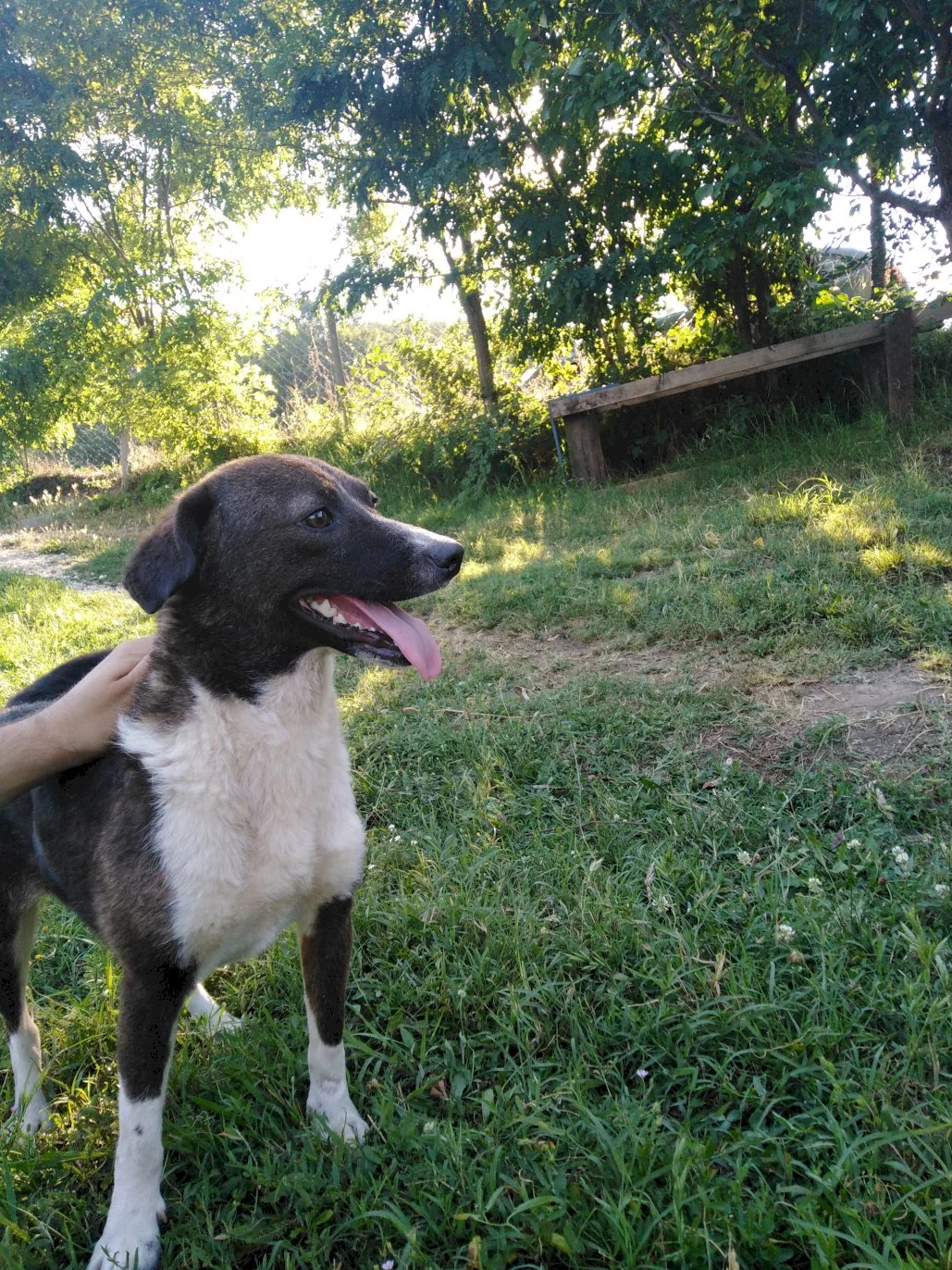 Đina