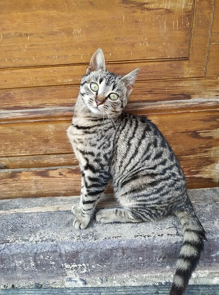 Шара