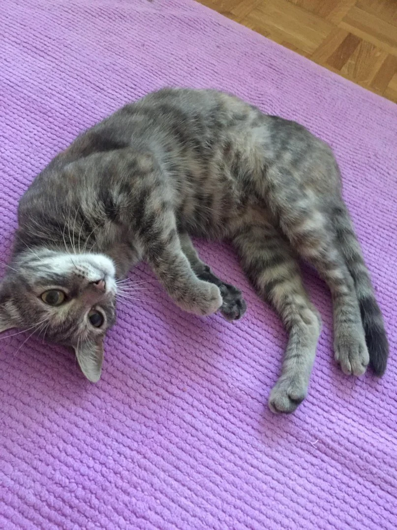 Mrvica