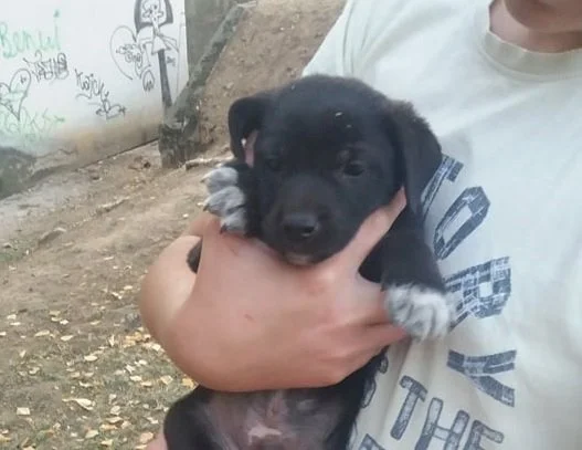 Bleki