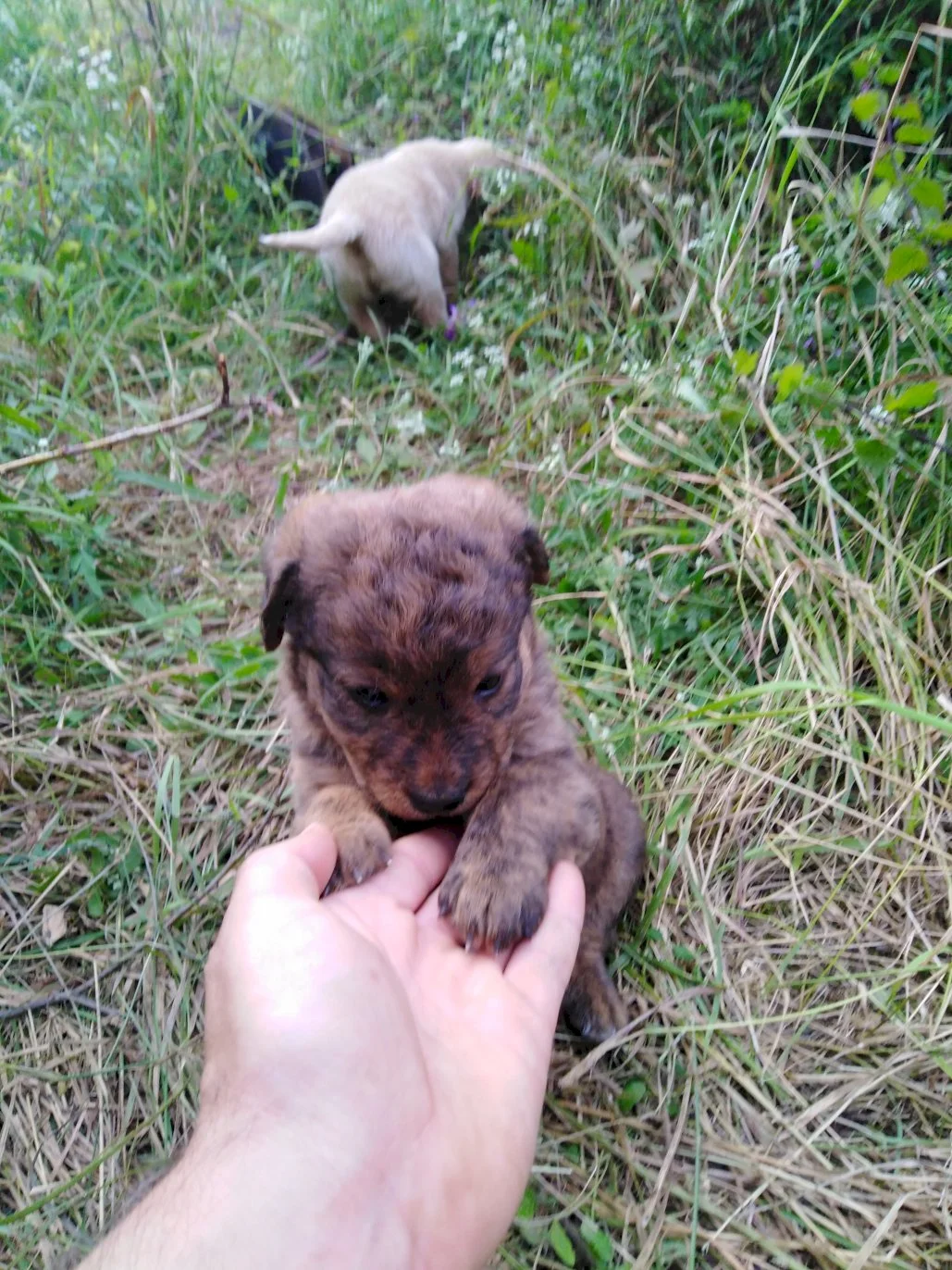 Nora