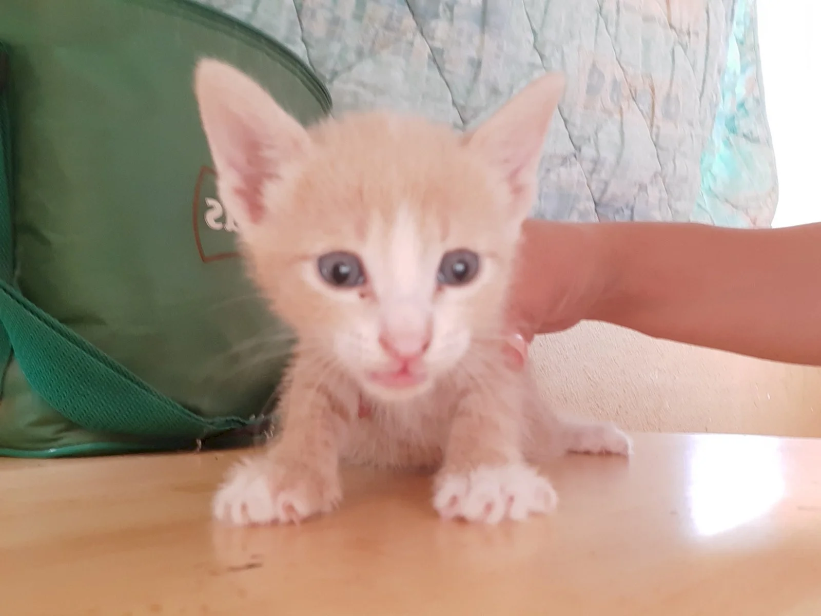Geri