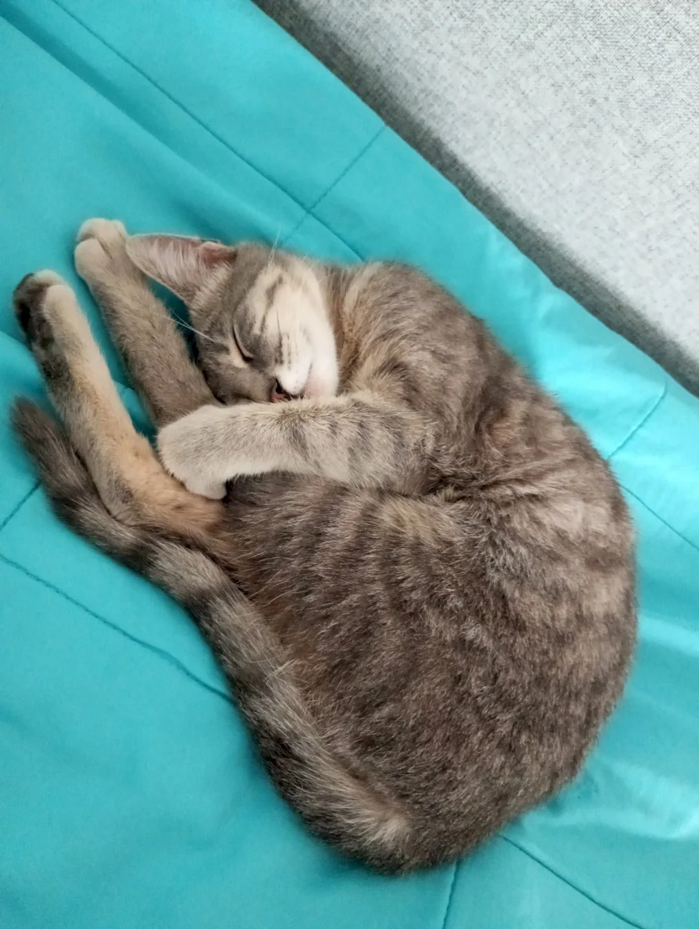 Maca