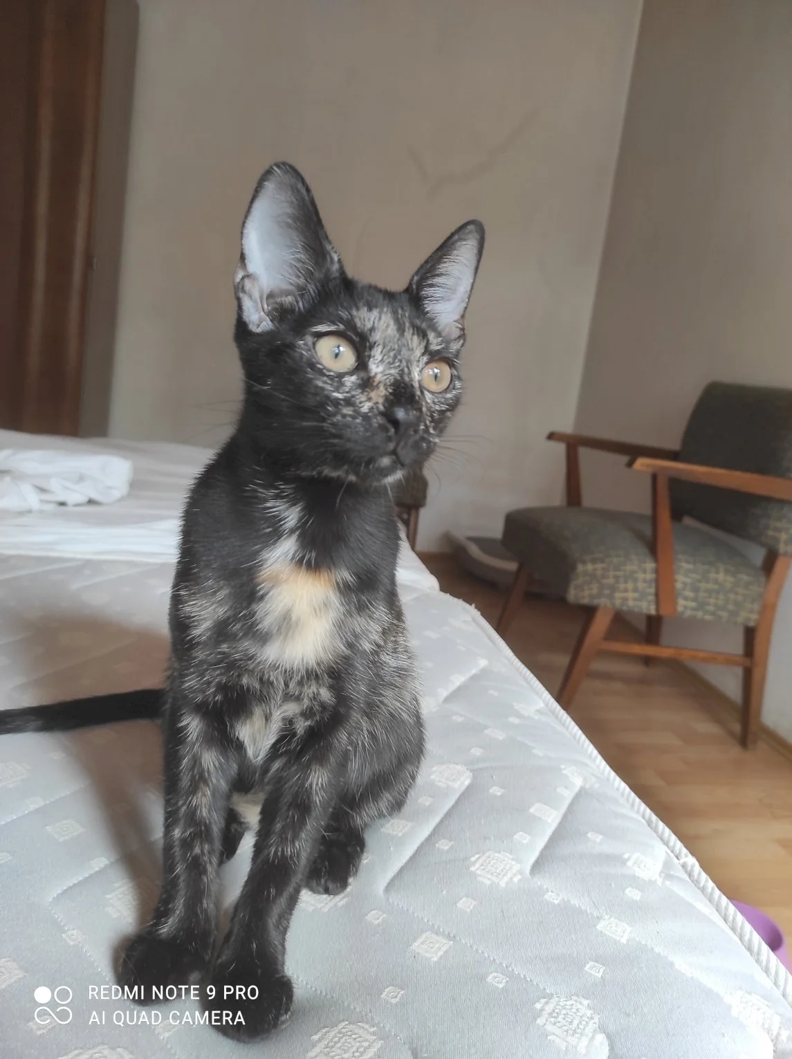 Pegica