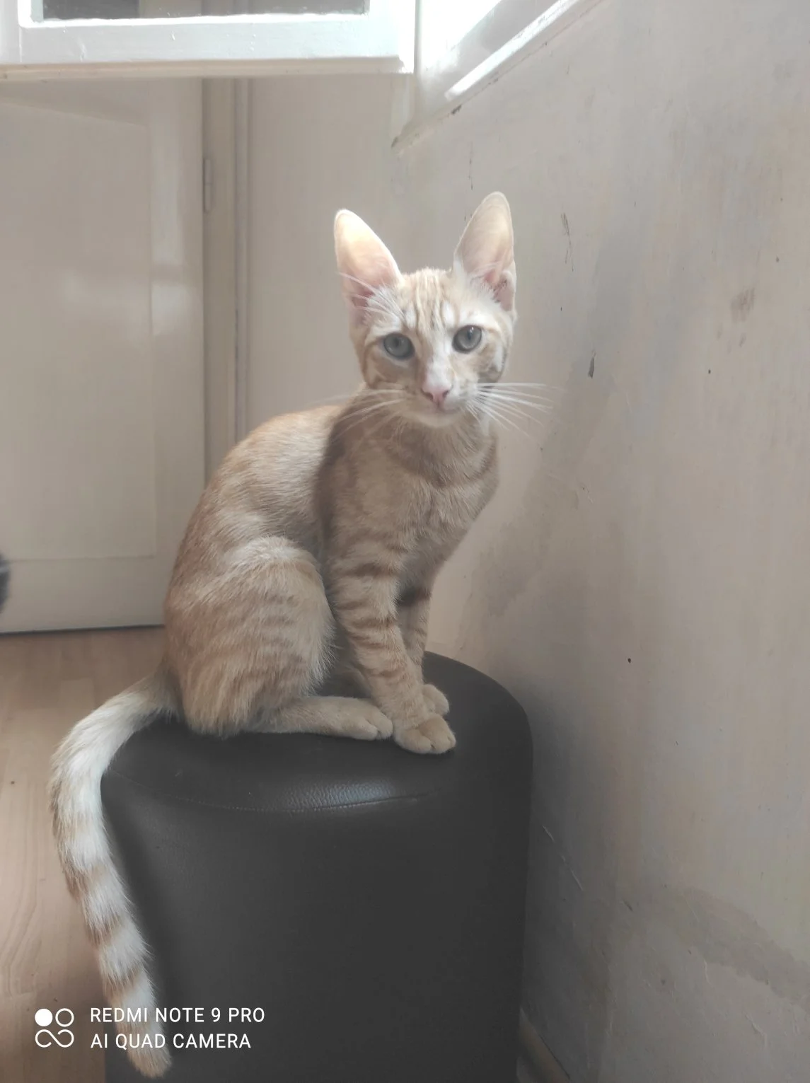 Svrća