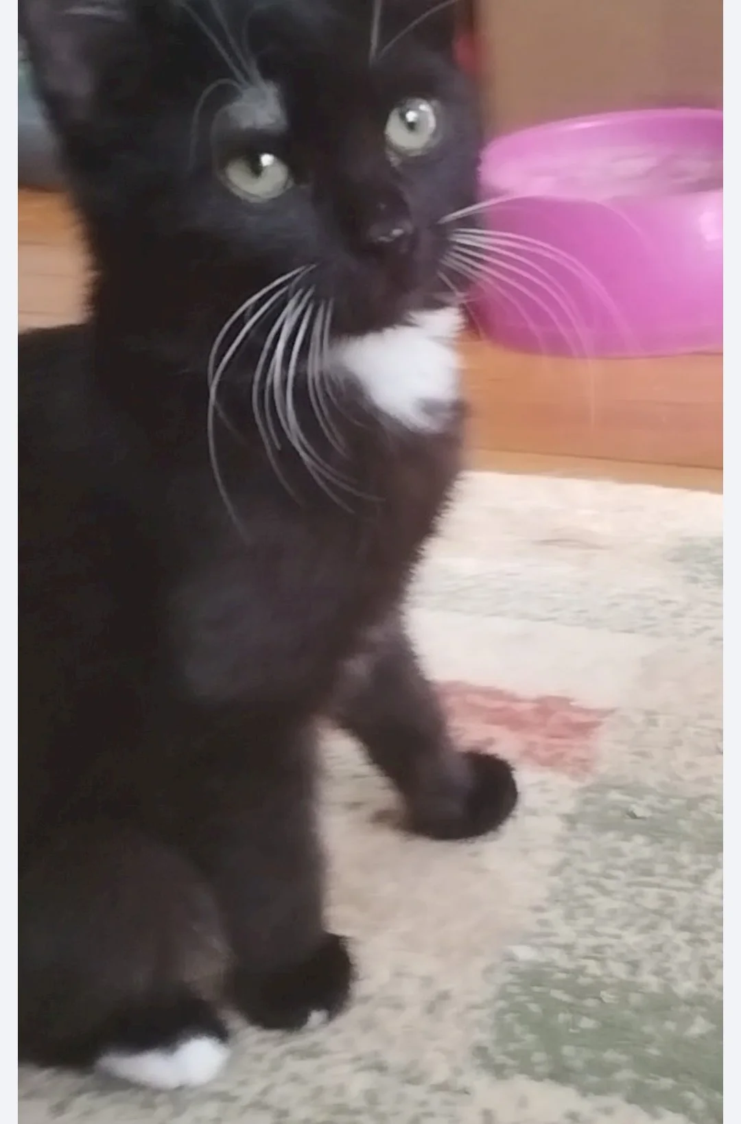 Ozi