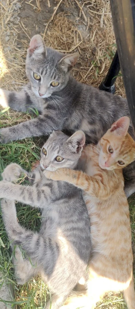 Kami, Niki, Žuća