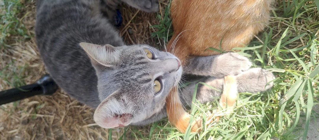 Kami, Niki, Žuća — 3