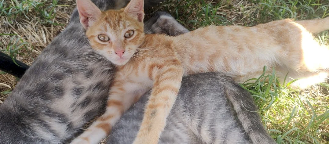 Kami, Niki, Žuća — 4