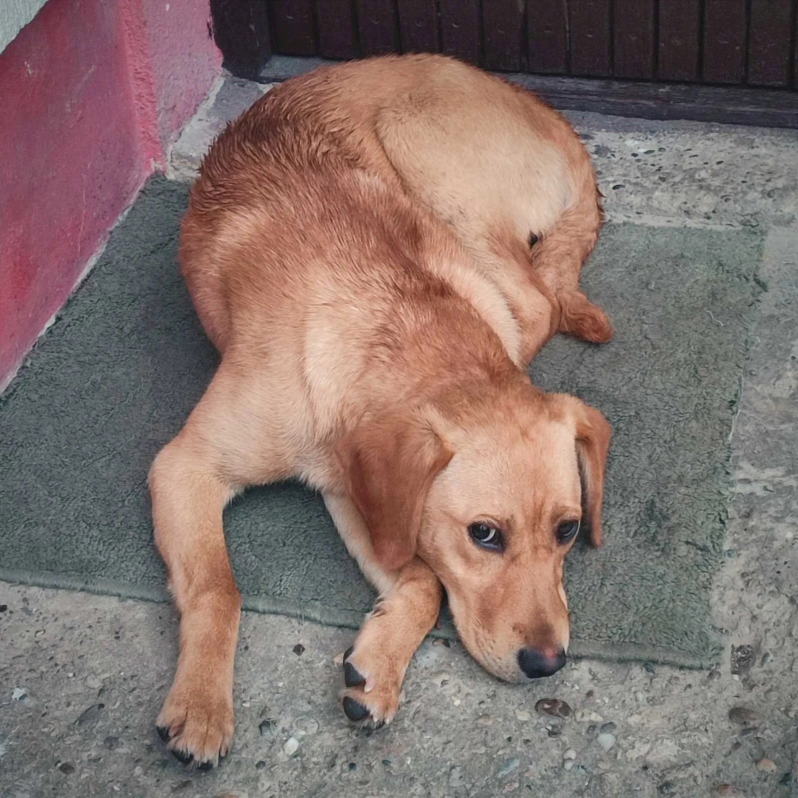 Žućka — 2