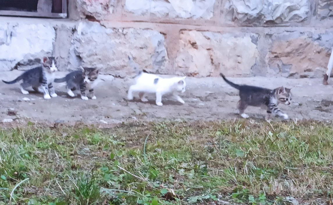 Tri macića