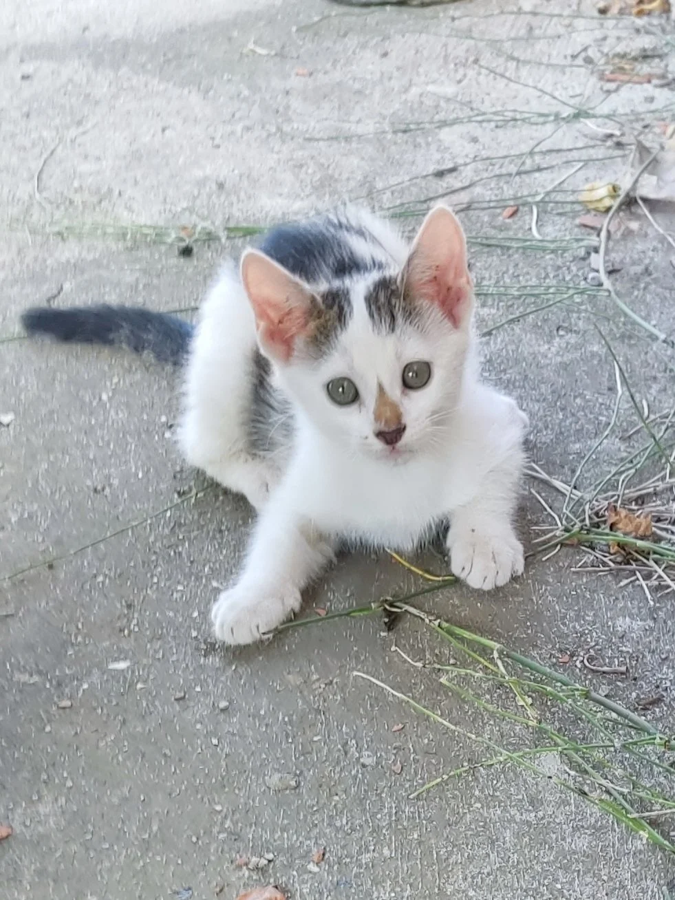Mačići — 2