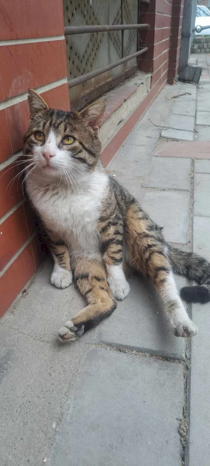 Boža