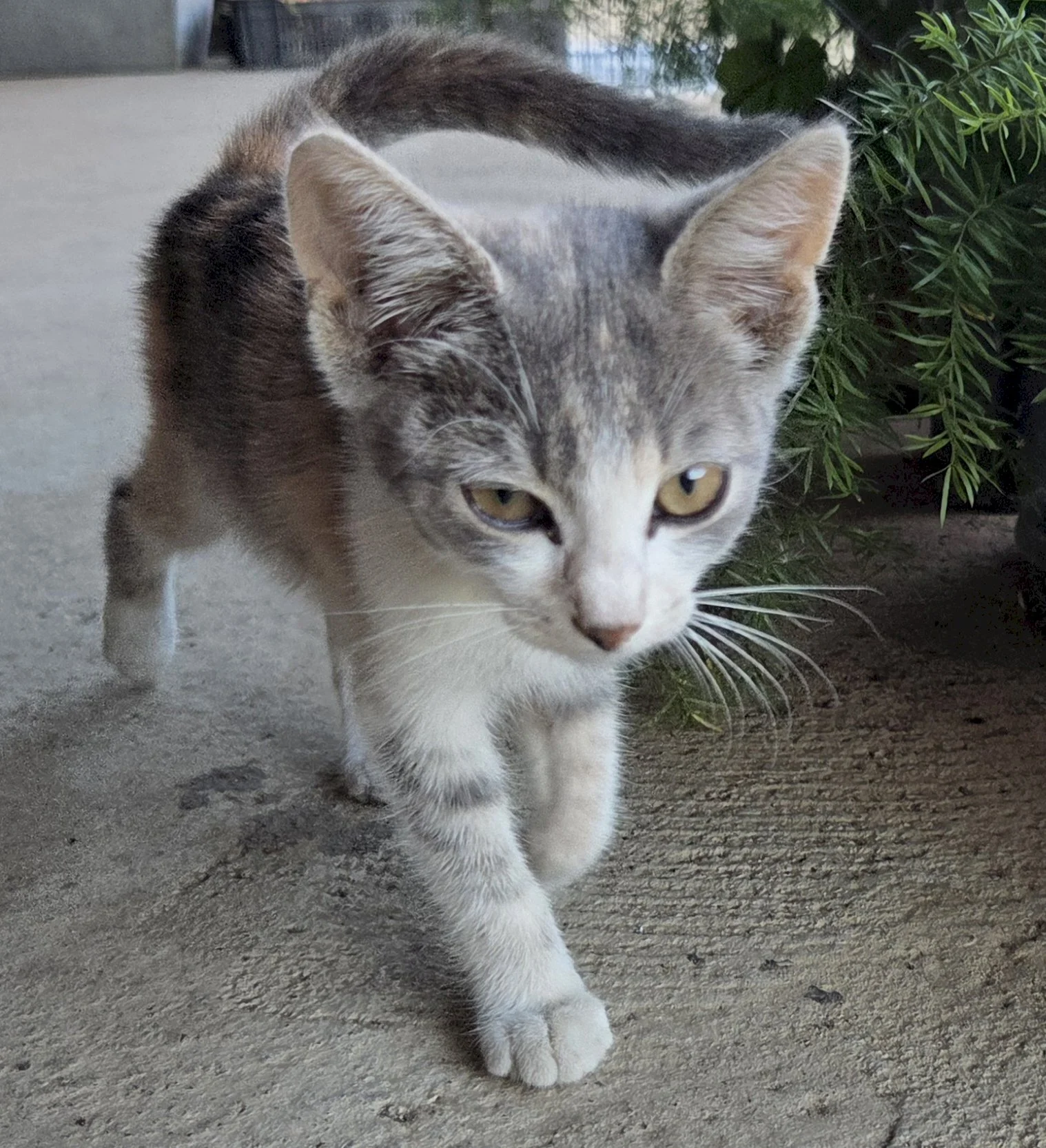 Lily — 2