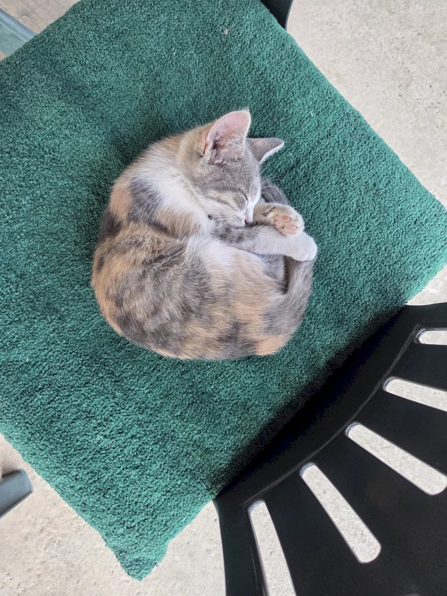 Lily — 3